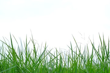 Wild grass leaves on white sky background 