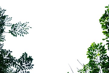 Obraz premium Tropical tree leaves on white isolated background for green foliage backdrop 