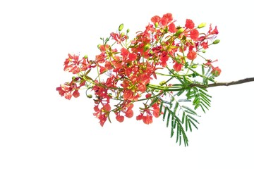 A beautiful bouquet of orange peacock flower on white isolated background 