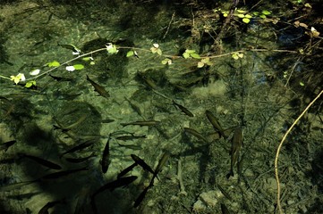 fish in a clean forest river