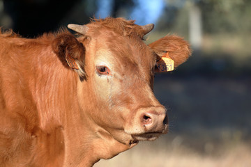 Colored cow in a Spanish field