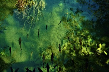 Fototapeta na wymiar fish in a clean forest river