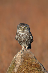 Little owl (Athene noctua) perched on a stone