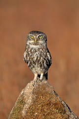 Little owl (Athene noctua) perched on a stone