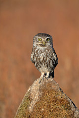 Little owl (Athene noctua) perched on a stone