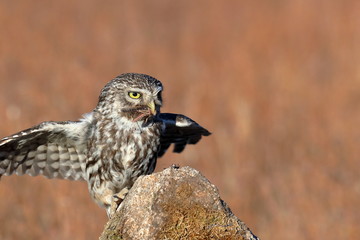 Little owl (Athene noctua) perched on a stone