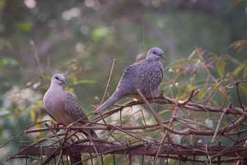 Beautiful Portrait of a Dove in its natural habitat in a soft blurry background