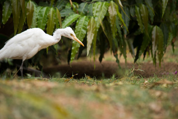 A Portrait of Pigeon on the grass in its natural habitat in a soft green blurry background