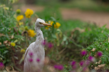 A Portrait of Pigeon on the grass in its natural habitat in a soft green blurry background