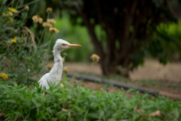A Portrait of Pigeon on the grass in its natural habitat in a soft green blurry background