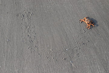 krab © Ewa