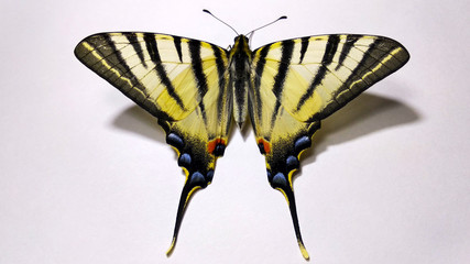 Butterfly on white background