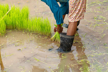 An Asian farmer grows rice in rice fields. Close-up of water and hands and feet worker
