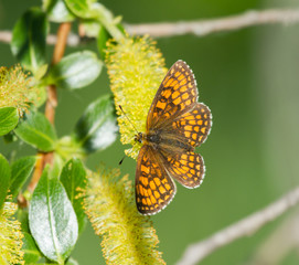 Heath fritillary (Melitaea athalia) butterfly on the catkins tree