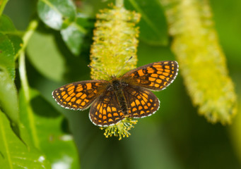 Heath fritillary (Melitaea athalia) butterfly on the catkin tree