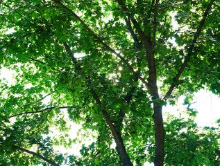 Fototapeta premium Summer tree crown with counter light background