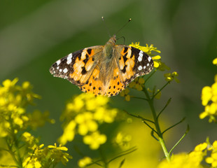 Painted lady (Vanessa cardui) butterfly on the rapeseed