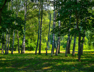 Birch grove landscape background hd