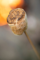 A marshmallow perfectly roasted by a campfire.