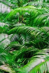 Obraz premium Tropical jungle palm foliage, light green toned