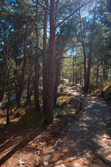 Spruce forest, with paved stone paths. Alanya, Turkey