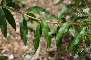 Hojas de Hierba Luisa