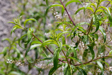 Brote de Hierba luisa e inflorescencias en junio