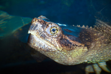 marine turtle head closeup eye reptile lake animal