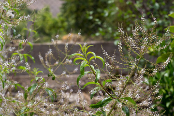 Brote de Hierba luisa e inflorescencias en junio