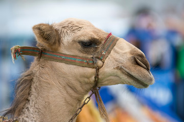 Close Up Portrait Of A Camel