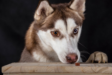 Lovely two-colored eyes husky smelling a treat © jcalvera