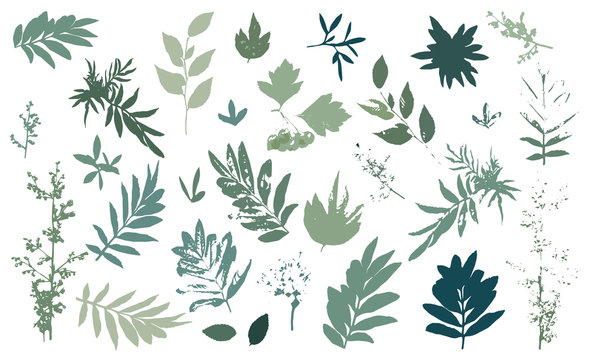 Vector leaves and flowers collection. Vector isolated elements on the white background.