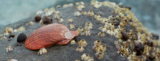 Beautiful orange seashell on dark sea stone.