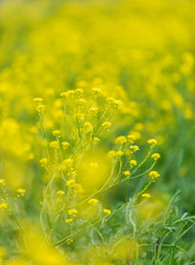 Texture of brightly yellow colors with soft degradation on gently green background. Ready photo background.