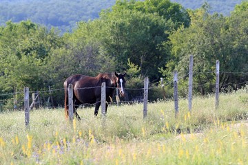 Plakat Horse grazing in the meadow