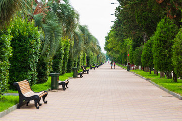 Batumi seafront boulevard with benches and palm trees