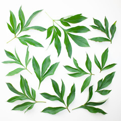 Naklejka na ściany i meble Floral background. Background from peony leaves. Background for website, advertising, design