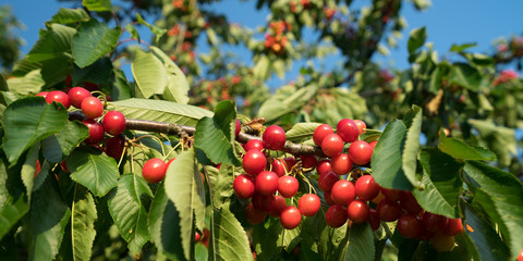 Rote Kirschen