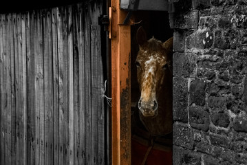 horse in a barn