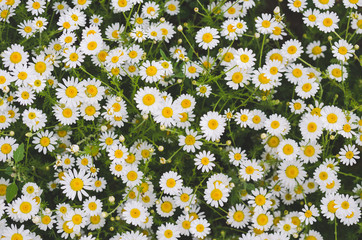 Flowering marguerite flowers or daisies. Close-up of many blossoms of marguerite flower photographed from above. Can be used as wall wallpaper or mural in wellness areas © JürgenBauerPictures