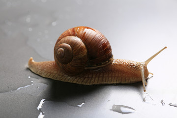 Marco close-up of snail on gray background in water
