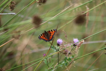 Small Tortoiseshell Butterfly