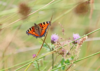 Small Tortoiseshell
