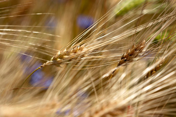 Detail of wheat field with cornflower