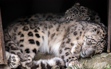 Two Snow Leopards Cuddling in Sleep