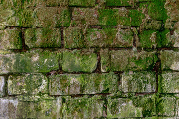  Moss-covered brickwork of an abandoned basement