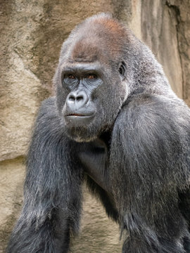 A Large Gorilla Walking Around