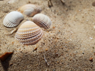 shell on the beach
