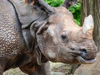 A Close Up of an Indian Rhinoceros