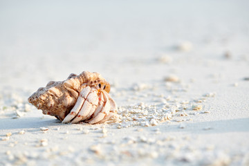 Hermit crab on a beach at Maldives
